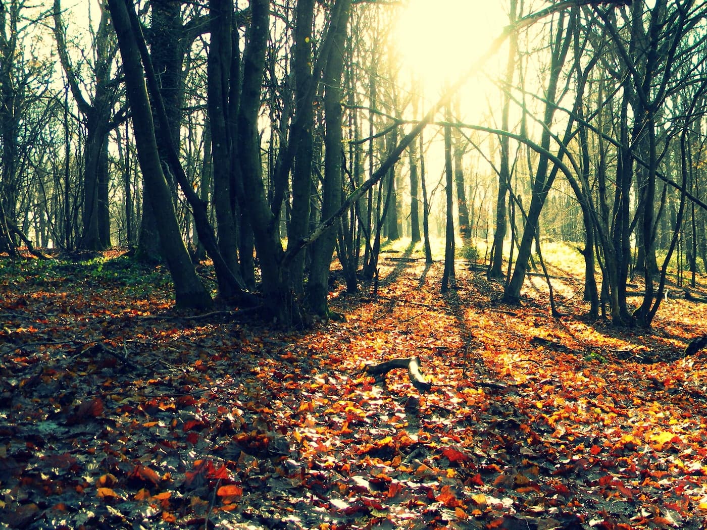 Woodland in the regional nature park in autumn