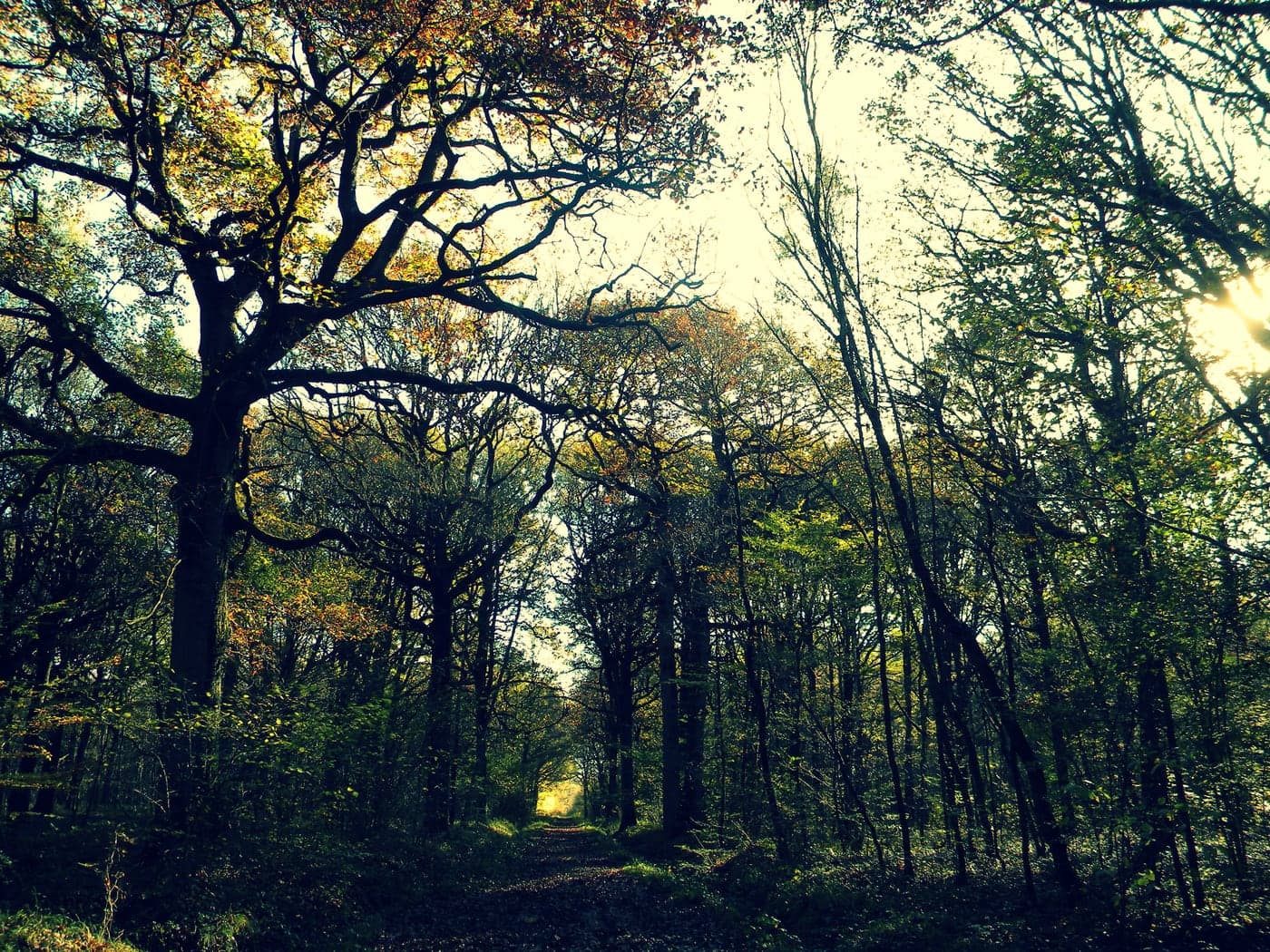 Forest track in the Petit Parc valley