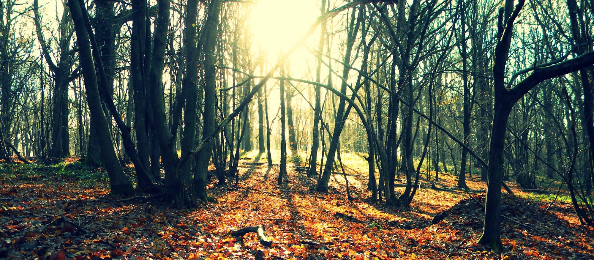 Haute Vallée de Chevreuse Regional Nature Park